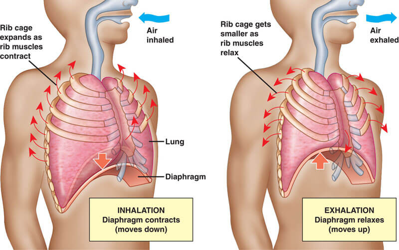 Diaphragm Breathing Correctly