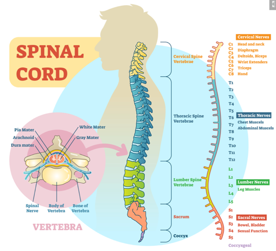 Why your neck should NOT be straight! Melbourne neck pain chiropractor  explains